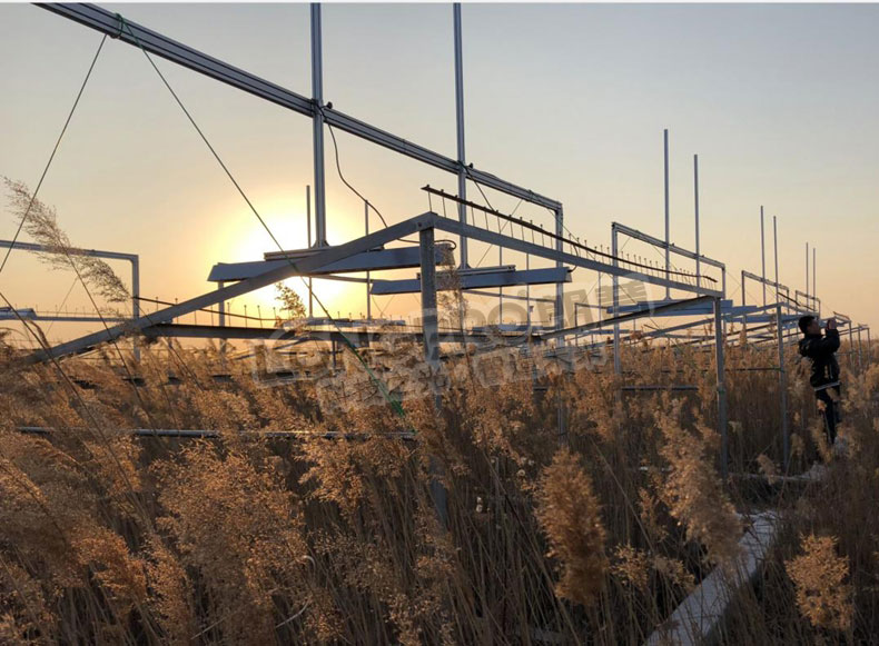 蘆葦?shù)卦鰷啬M實(shí)驗(yàn).jpg 蘆葦?shù)卦鰷啬M實(shí)驗(yàn).jpg